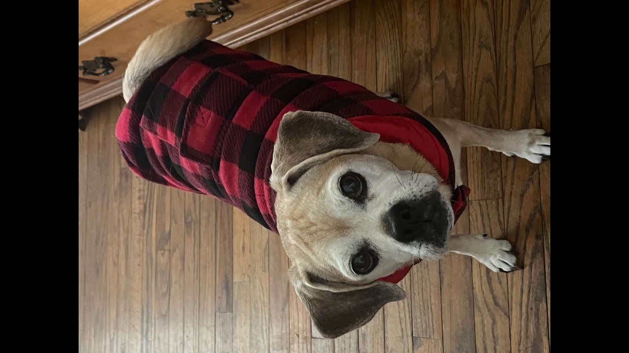 Buffalo Plaid Dog Jacket. Link in description! YouTube