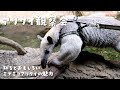 【ミナミコアリクイ】アリクイ観察会 / Let&#39;s Watch Anteater