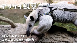 【ミナミコアリクイ】アリクイ観察会 / Let's Watch Anteater