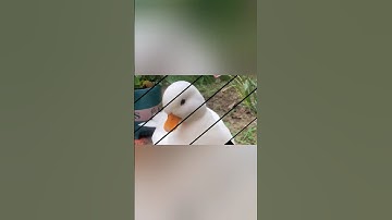 How to maintain a ducks feathers! 🦆#duck #duck #animals #cuteanimals #viral #shorts #shorts