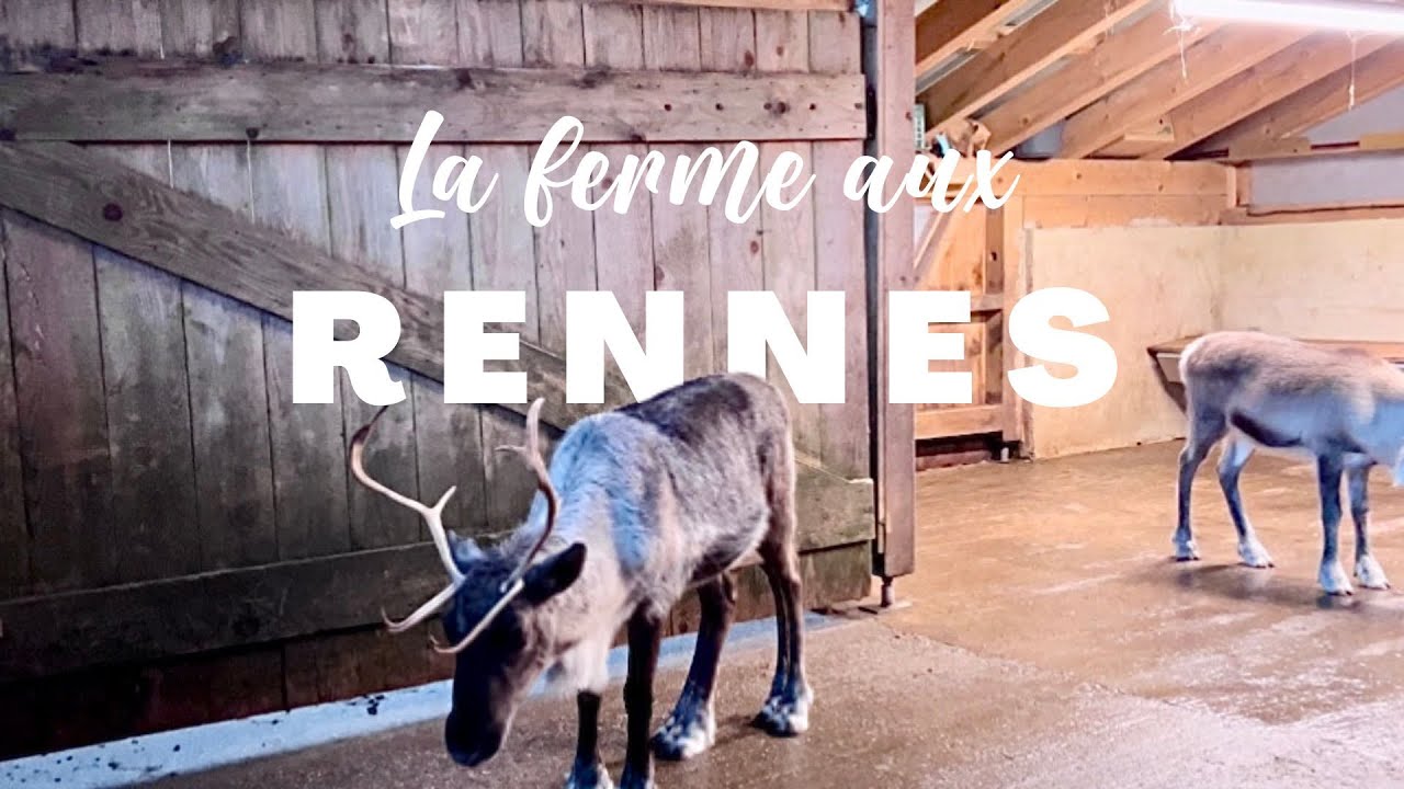 La ferme aux Rennes - Stosswihr, Alsace - Les Rennes, le musée Samit et la Maison du Père Noël