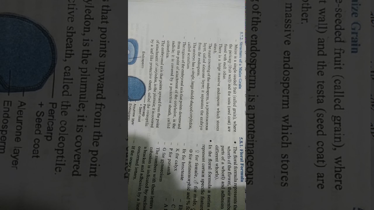 Structure of maize grain