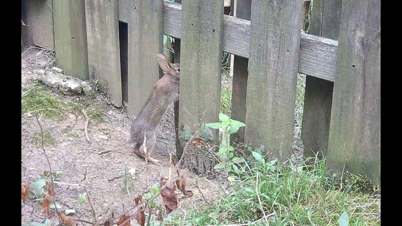 Early July 2025 (Deer, Raccoon, Armadillo)