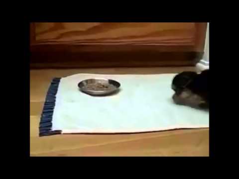 top-10-funniest-animal-farts-d