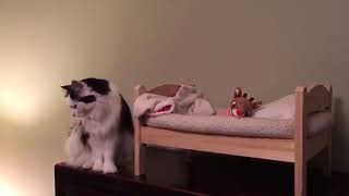 Cat Gets Herself Ready For Bed 💕