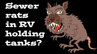 How A Sewer Rat Can Get Into Your Rv Holding Tank