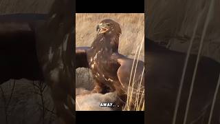 golden eagle vs rabbit