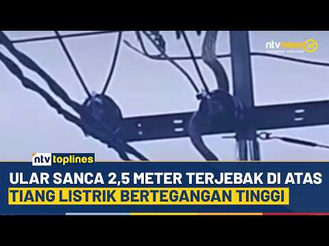 [LIVE] Ular Sanca 2,5 Meter Terjebak di Atas Tiang Listrik Bertegangan Tinggi | NTV TOPLINES