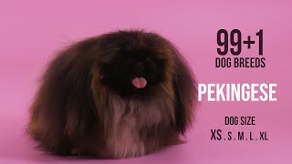 Pekingese by Forever Home Initiative 389 views 1 year ago 1 minute, 25 seconds