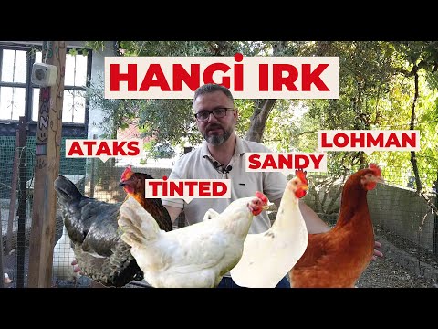 Video: Arka Bahçe İçin En İyi Tavuklar