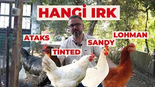 En İyi̇ Yumurta Veren Tavuk Irki Hangi̇si̇ ? En İyi̇ Yarka Nasil Seçi̇li̇r ? Hayatı