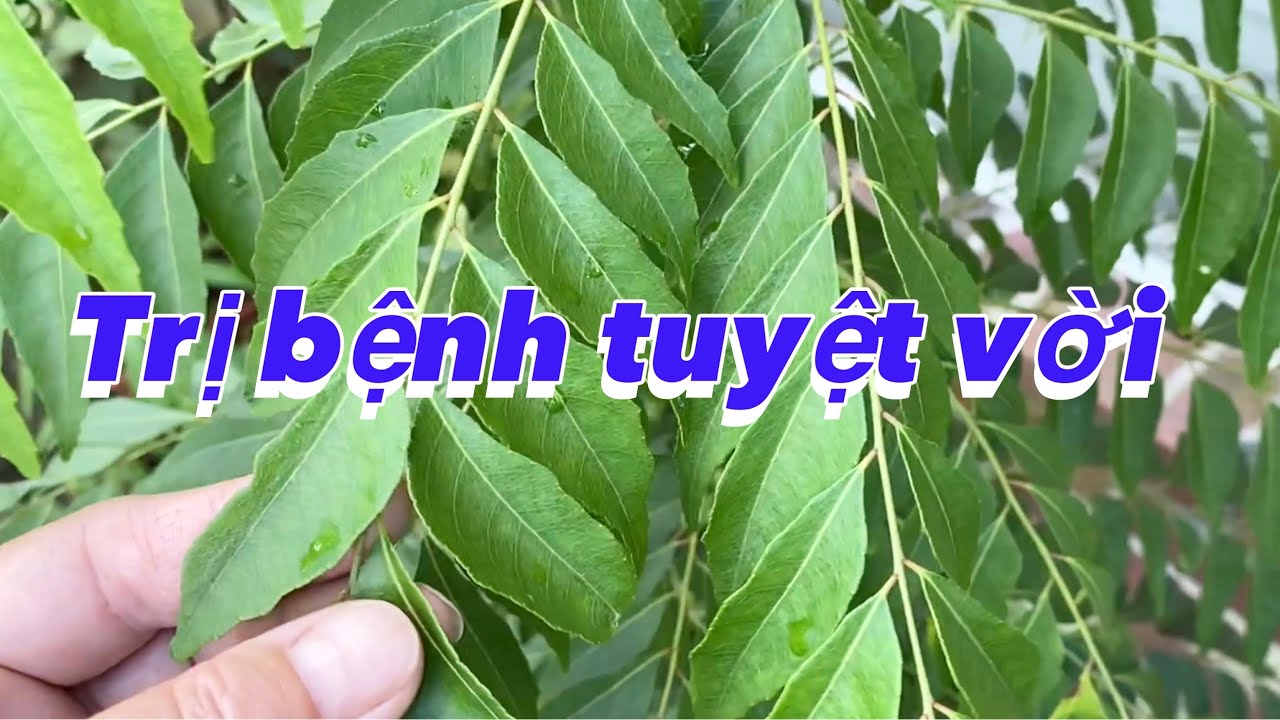 cari an do 2022 New Cây cà ri Ấn Độ là một thần dược cho cơ thể và cách trồng chăm sóc cây cari