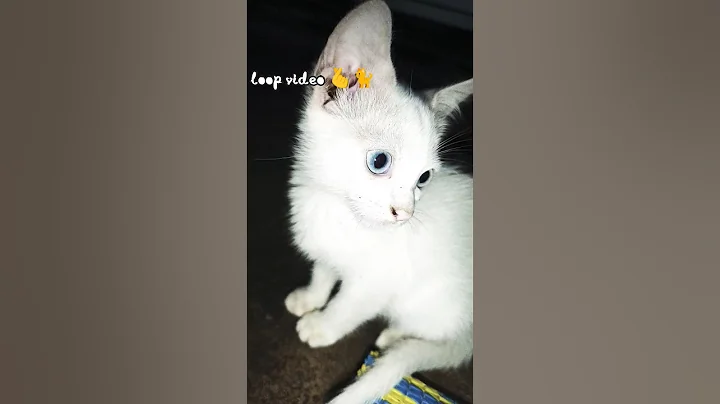 Video 11682371: persian cats funnycats, adorable persian cat baby, persian cat baby funny