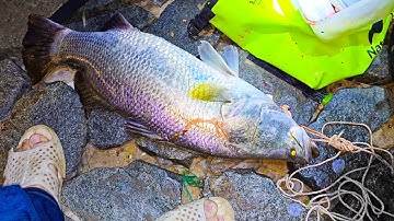 Cận cảnh câu cá chẽm biển Vũng Tàu