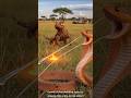 Dragon Lizard Attacks Giant Cobra on Safari! 🔥 shorts!#CGI #VFX #Dragon"​#Dragon#Cobra#VFX