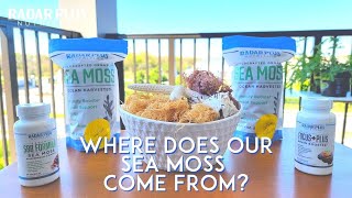 WHERE DOES OUR SEA MOSS COME FROM | WHICH SEA MOSS IS BETTER