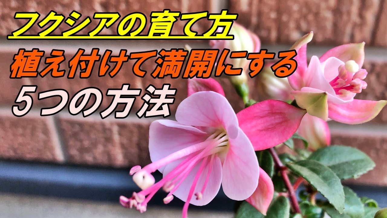 フクシア 苗 N1 フクシア 苗 N1 フクシア 苗 N1