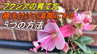 Flowers] How to grow and plant fuchsia - YouTube