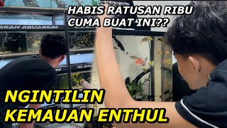 DI BUAT RUNGKAD!! DEMI ENTHUL HABISIN UANG RATUSAN RIBU??