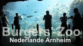 bang Elektropositief kruipen Burgers Zoo / Bush and Ocean / Nederlanden / Arnhem / with the big aquarium  I've seen - YouTube