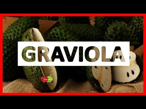 Os 15 Benefícios da Graviola Para Saúde | Dicas de Saúde