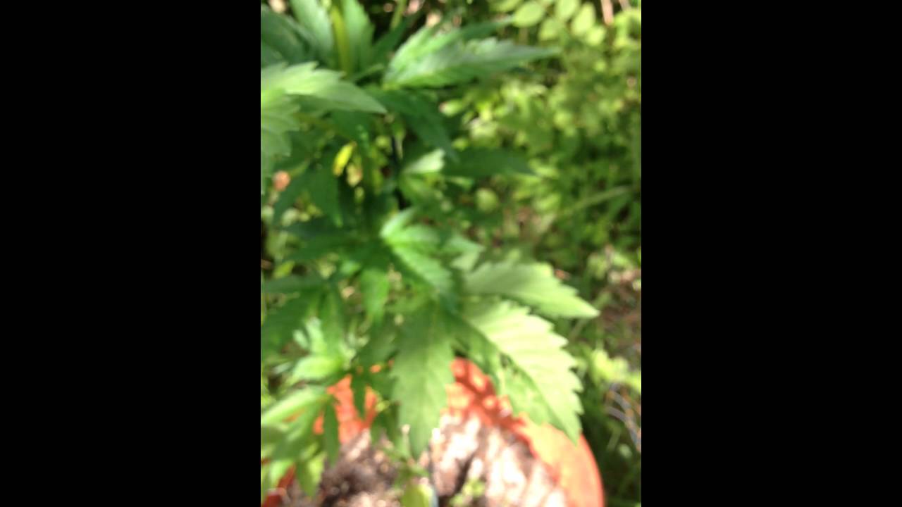 Day 43 outdoor autoflower u.k mixed buddha and super og kush