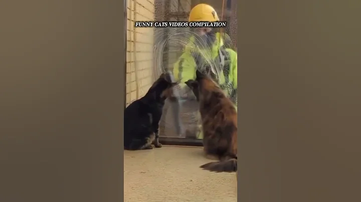 Video 10356001: compilation funny cat cutecat, compilation funnycats cutecats