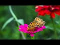 Nature___Waterfalls___Drone____4K. HD_Videos #flowers #trending #viral 