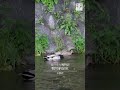 鴨川納涼床＜Noryo-yuka by Kamo-gawa River＞京都いいとこ動画 #shorts