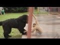 Newfoundland pup plays with rescued gibbon