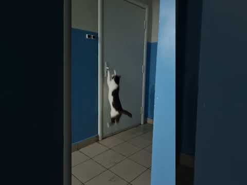 Умный кот сам