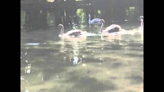 drilon pogradec, albanian places 2