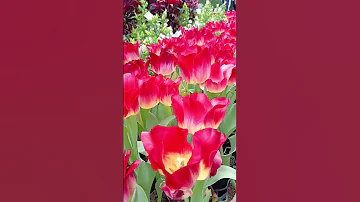 #tulip #flower #short #video