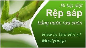 [HG00008] - Bí kíp diệt Rệp Sáp bằng nước rửa chén | How to Get Rid of Mealybugs
