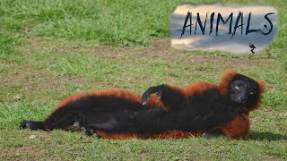 A red Madagascar lemur in the wild.Animals Of The World.Domestic and Wild Animals.Animal world.HD