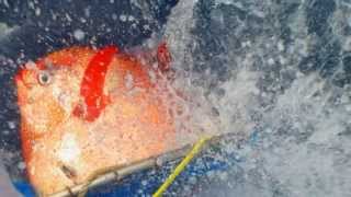 Opah or Moonfish: A deepwater fish joins mammals, birds in the warm-blooded club