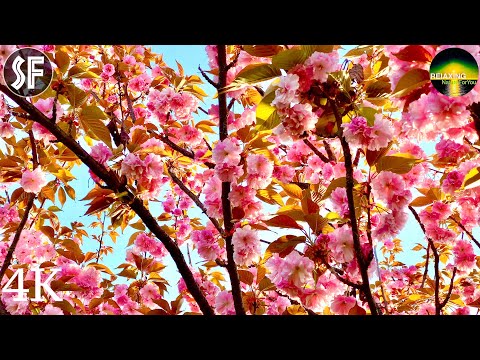 Sakura Blossom 🌸 to Lyrical Melody - Relaxation - Ultra HD 4K Video