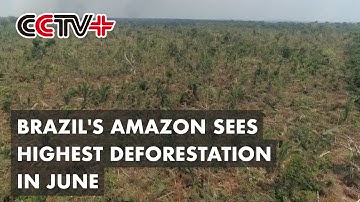 Amazon Deforestation in Brazil Hits Record High in June