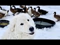 Toby, the Dog that Guards Ducks