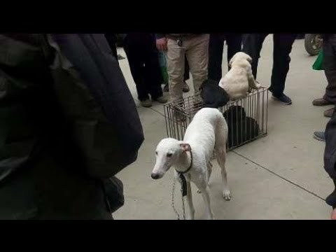 街上狗价真便宜有条灵缇犬才卖500，还有一窝拉布拉多三百块一条