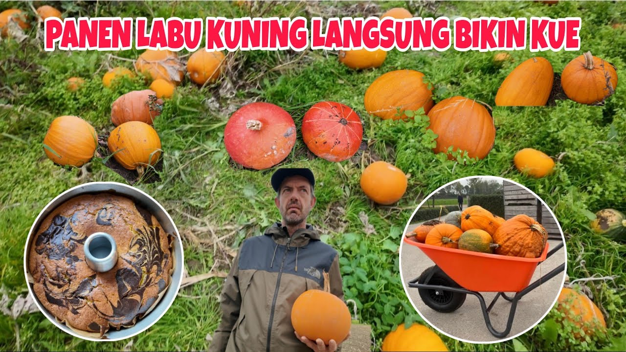 PANEN LABU KUNING DI BELANDA LANGSUNG BIKIN KUE 