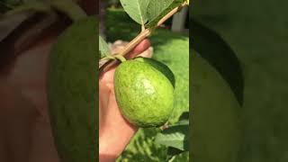 Bayabas/Guava sa hardin ni Lola