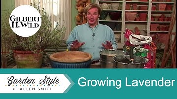 Lavender Gardening Tips | Garden Style (617)