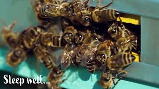 BLACK SCREEN - 🐝  Healing Sounds Of Bees in Nature - 8 HOURS  Bees |  Relaxing White Noise 🐝 Net Worth