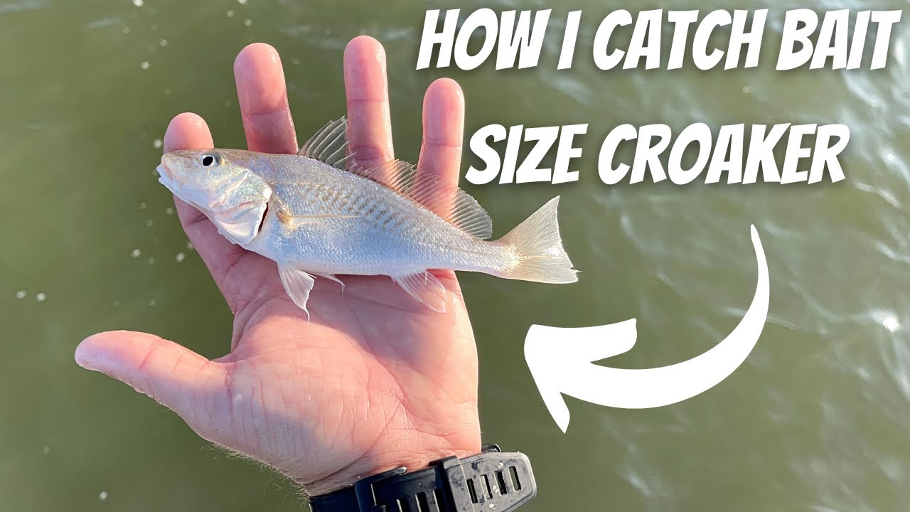 Using LIVE CROAKER I Caught Myself For AGGRESSIVE Beach Fish