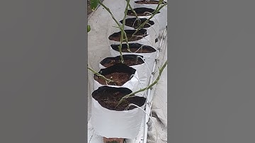 Soil moisture sensor based irrigation💧 to tomato🍅 plants🌱