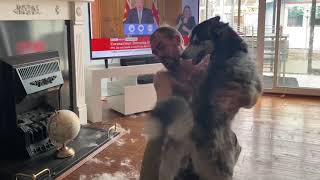 How Much does a Husky Shed - New Coat