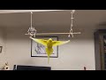 シャトルランするインコ。ケージから出ると嬉しくてずーっと飛んでいます。気持ちよさそうに。