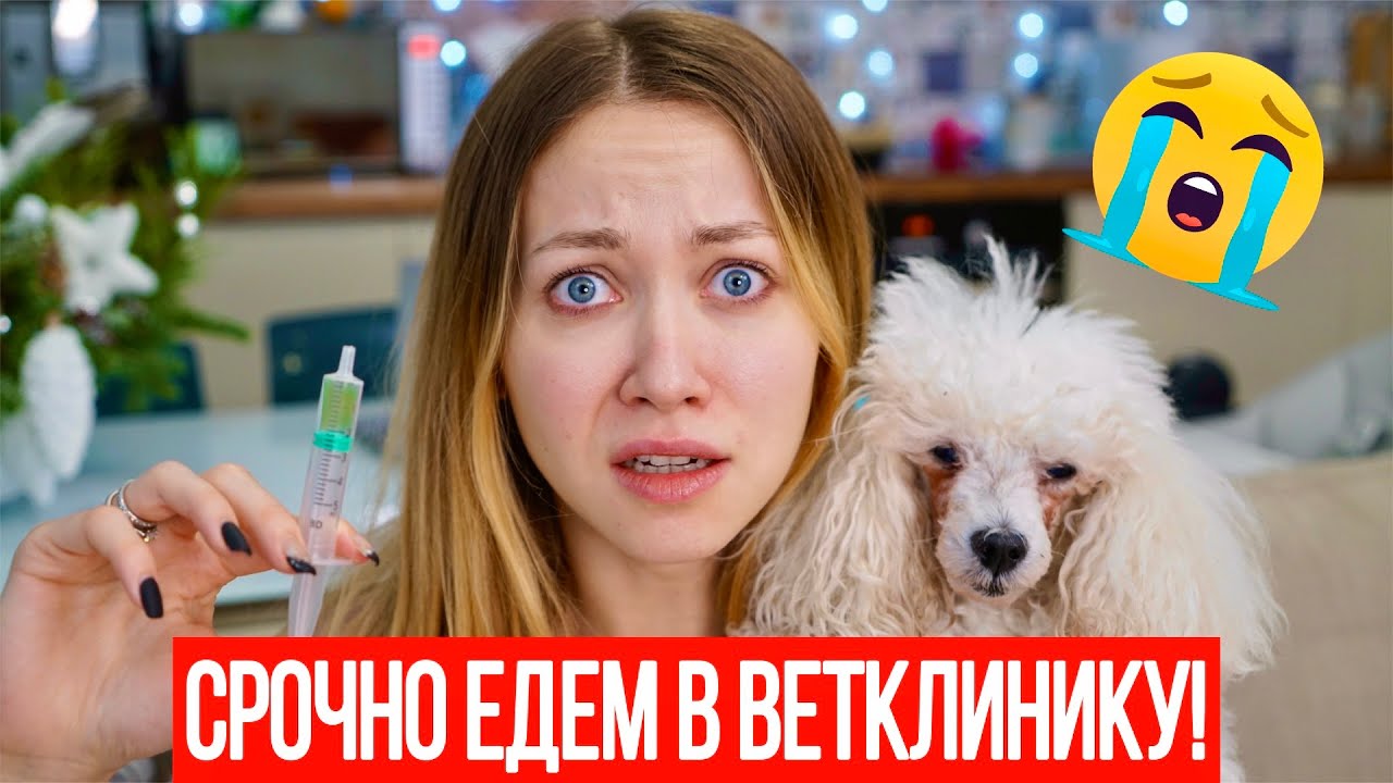 СРОЧНО НУЖНА ОПЕРАЦИЯ!  ЕДЕМ В КЛИНИКУ С СОБАКОЙ... VLOG