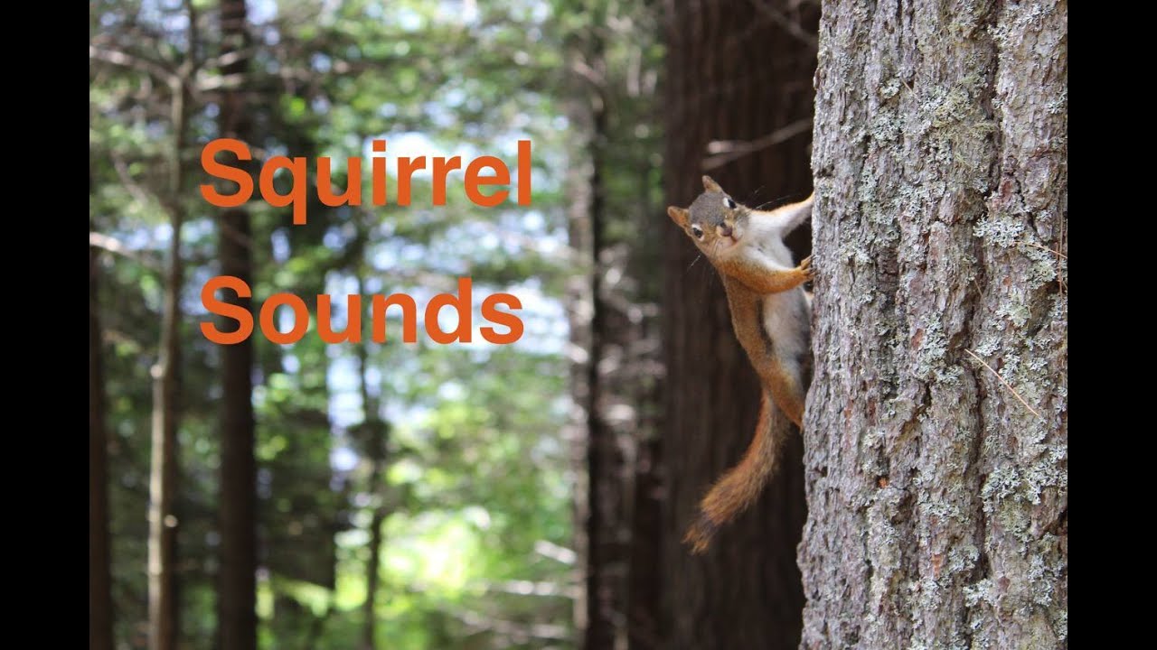 Best Squirrel call YouTube